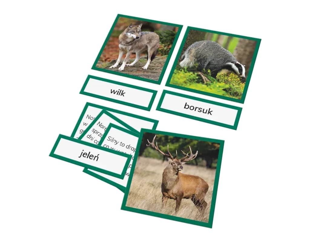 Zagadki o zwierzętach leśnych - rozwijaj wiedzę i baw się z dziećmi